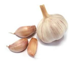 garlic