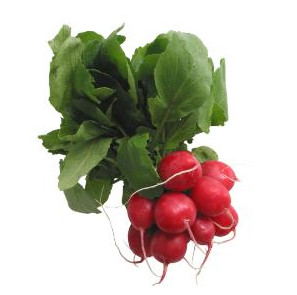 radish